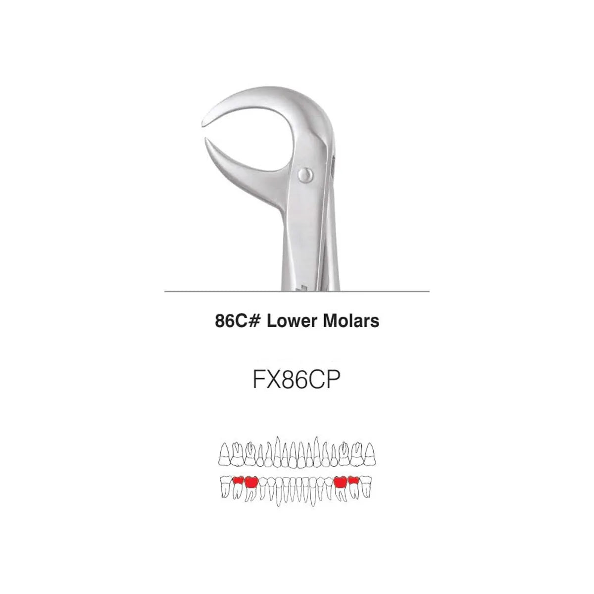 GDC Extraction Forceps S/12 With Cassette Instruments Kit (EFPWC12)