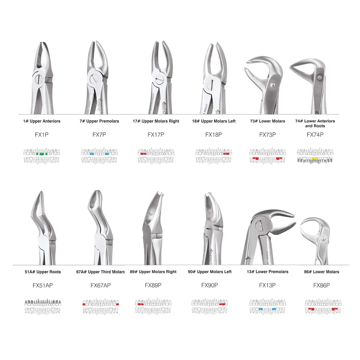 GDC Extraction Forceps S/12 With Cassette Instruments Kit (EFPWC12)