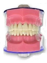 API Typodonts Individual B561 - Adult Size