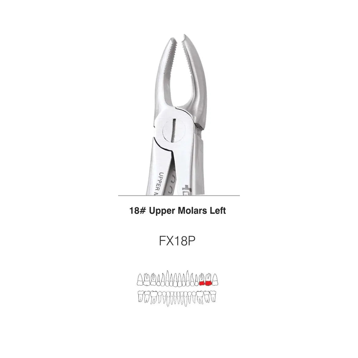 GDC Extraction Forceps S/12 With Cassette Instruments Kit (EFPWC12)