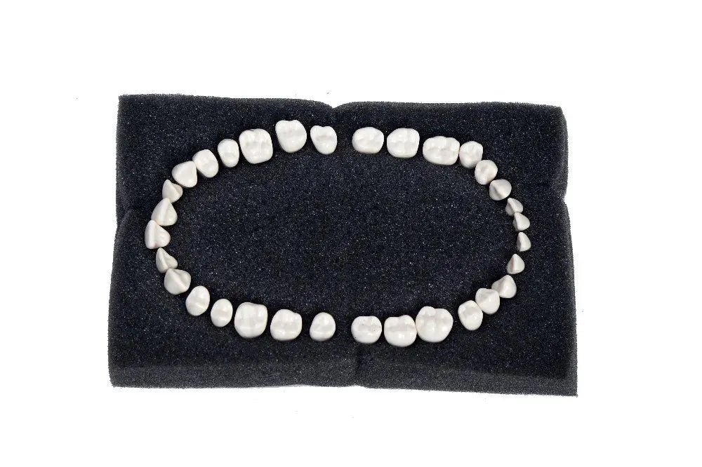 API Typodont Teeth Set with Screw
