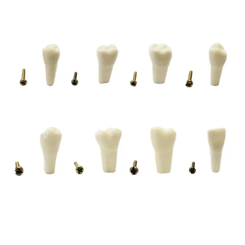 API Typodonts Individual B561 - Adult Size