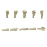 API Typodonts Individual B561 - Adult Size