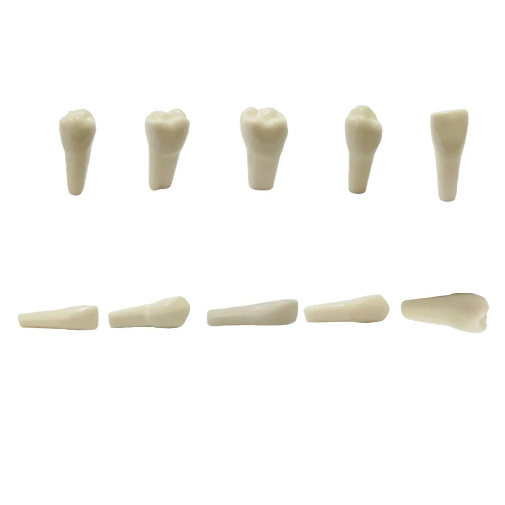 API Typodonts Individual B561 - Adult Size