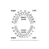API Typodont Teeth Set with Screw