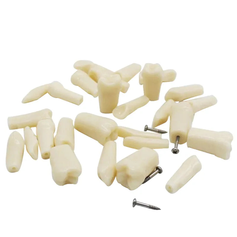 API Typodonts Individual B561 - Adult Size