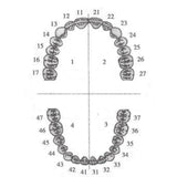 API Typodonts Individual B561 - Adult Size